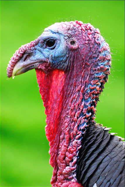 Animaux24_04_09n01.jpg - .