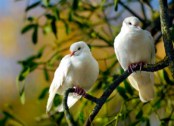 animaux04_11_09n01.jpg - .