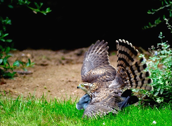 animaux27_08_09n01_bis.jpg - .