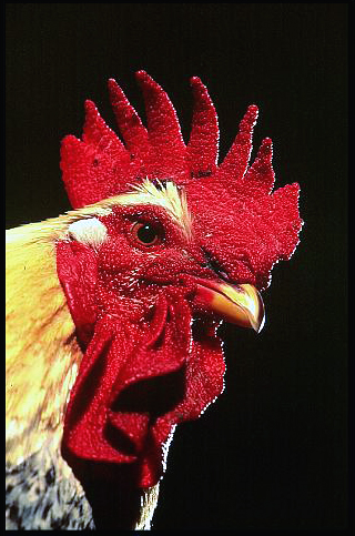 coq.jpg