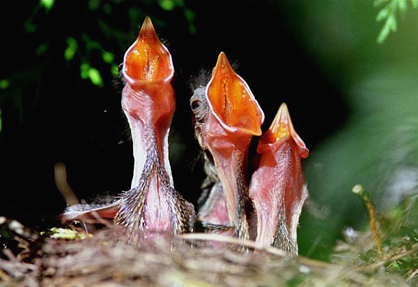 oiseaux.jpg