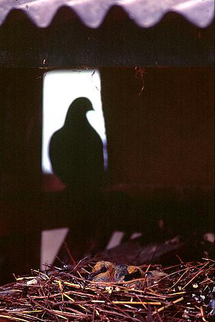 pigeon.jpg