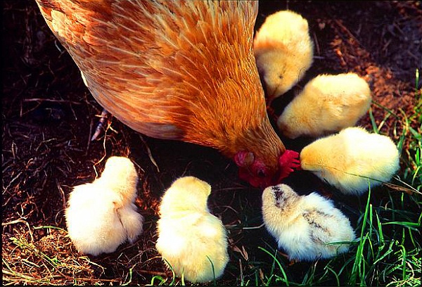poule_poussin.jpg