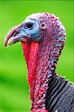 Animaux24_04_09n01