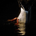 animal19_03_11n01