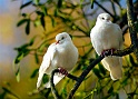 animaux04_11_09n01