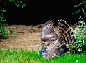animaux27_08_09n01_bis