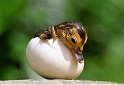 canard