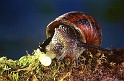 escargot