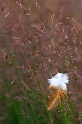 faune_46