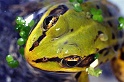grenouille