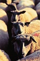 mouton