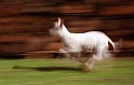 mouton2