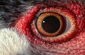 oeil_poule