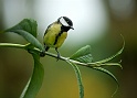 oiseau24_05_09n05