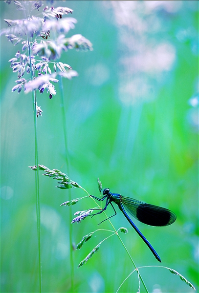 Faune_14_06_09n01.jpg - .