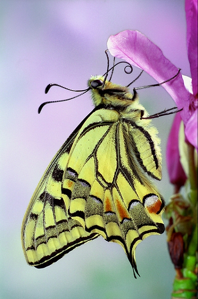 Machaon_01.jpg