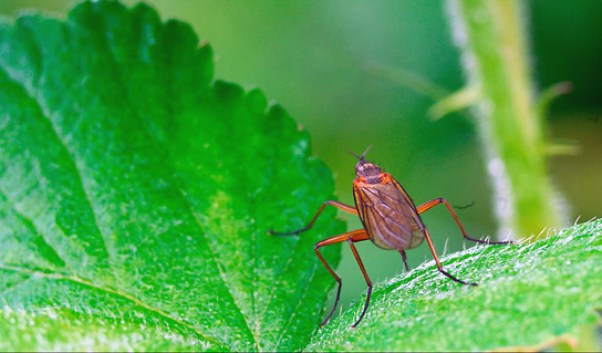 Mouche_02.jpg - .