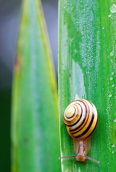 escargot_02.jpg - .