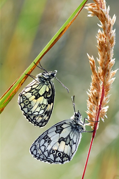 faune27_06_09n01.jpg - .