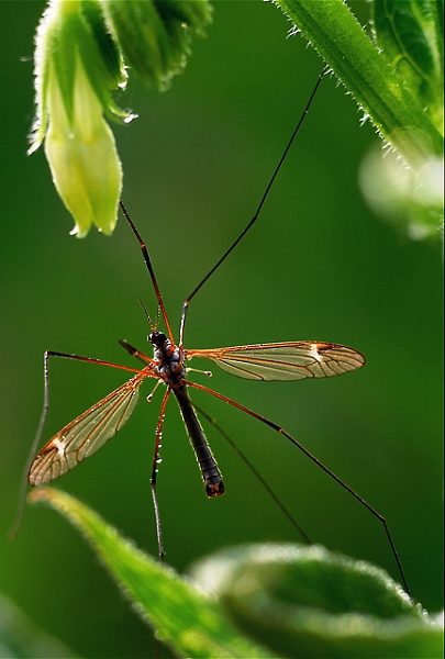 faune_21_05_09n02.jpg - .
