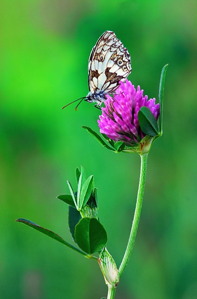faune_45.jpg - .