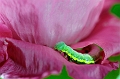 Chenille