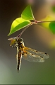 Faune15_05_10n01