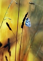 Faune25_07_09n03