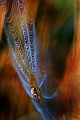 Faune25_07_09n04