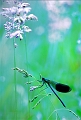 Faune_14_06_09n01