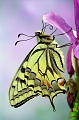 Machaon_01