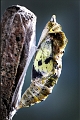 chrysalide