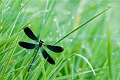 demoiselle_02