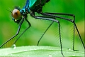 demoiselle_03