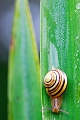 escargot_02