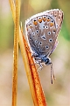 faune02_08_09n01