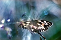faune05_07_09n01