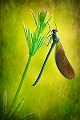 faune06_06_10n03