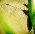 faune06_06_10n04