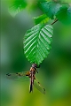 faune16_05_10n01