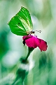 faune19_07_10n01