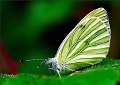 faune22_08_09n01