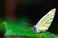 faune22_08_09n02