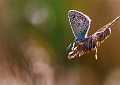 faune26_07_09n01