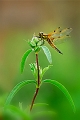 faune27_05_10n04