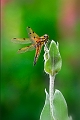 faune27_05_10n06