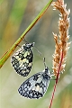 faune27_06_09n01