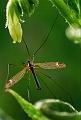 faune_21_05_09n02
