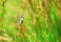 faune_36